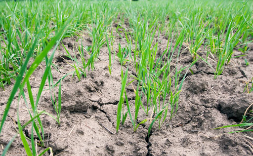 Wetterextrem: ausbleibender Regen Wetterextrem ohne Regen