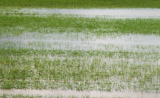 Wetterextrem Regen Wetterextrem Regen